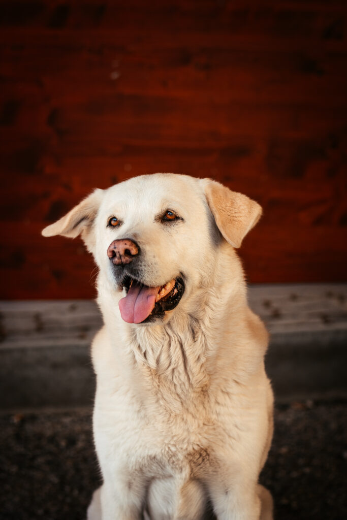 Ronja